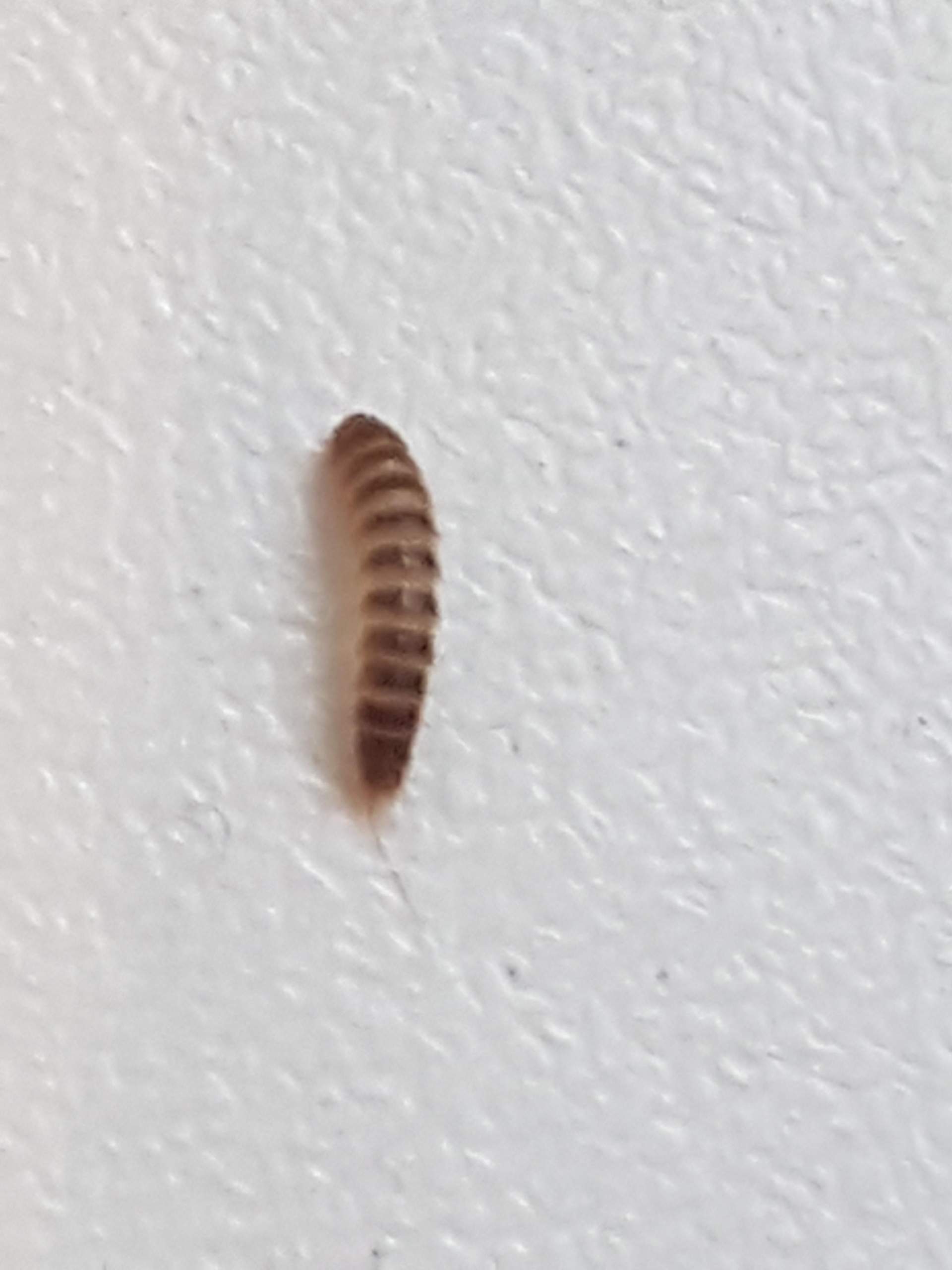 Welche larve ist das..bitte um hilfe? (Insekten, Käfer, Würmer)