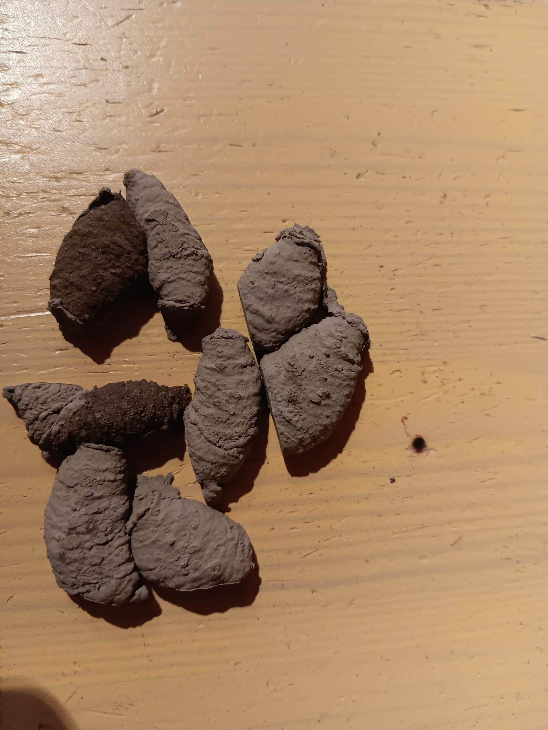 Welche Larven habe ich da gefunden? (Biologie, Insektenbestimmung ...
