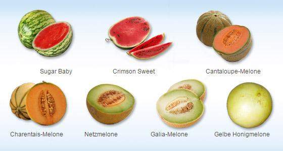 Welche Melonensorte magst du am liebsten?