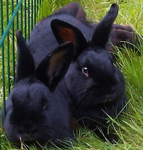 Welche Namen passen besser zu zwei schwarzen Kaninchen?