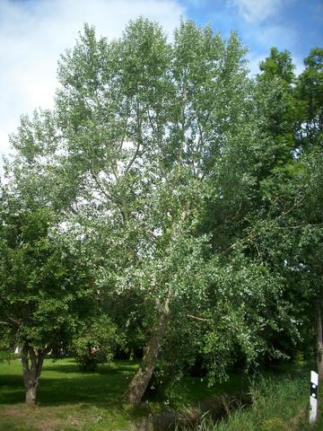 Pappel - (Pflanzen, Baum, Pappe)