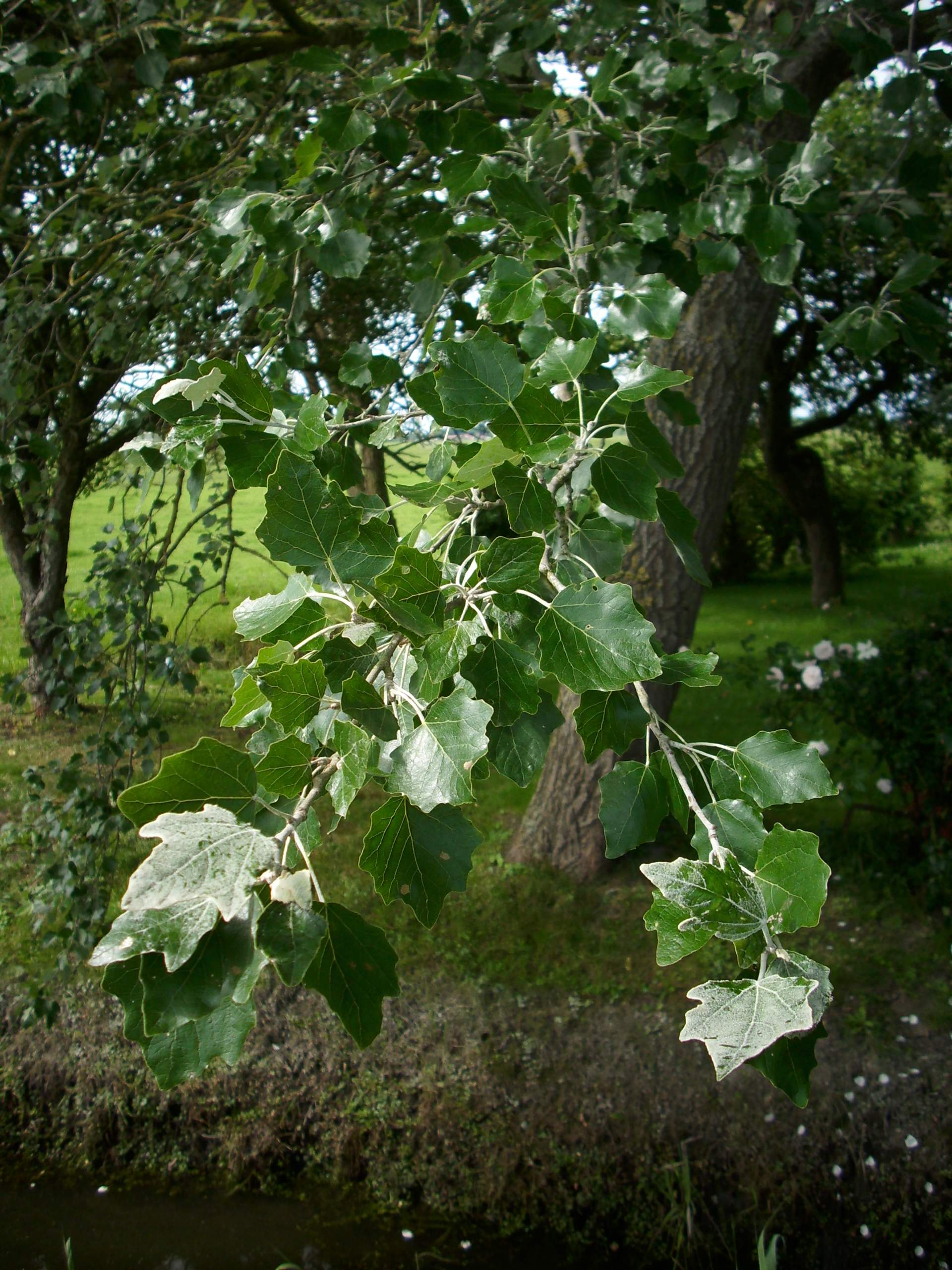 Welche Pappel ist das, eine SilberPappel oder eine Zitterpappel? (Pflanzen, Baum, Pappe)