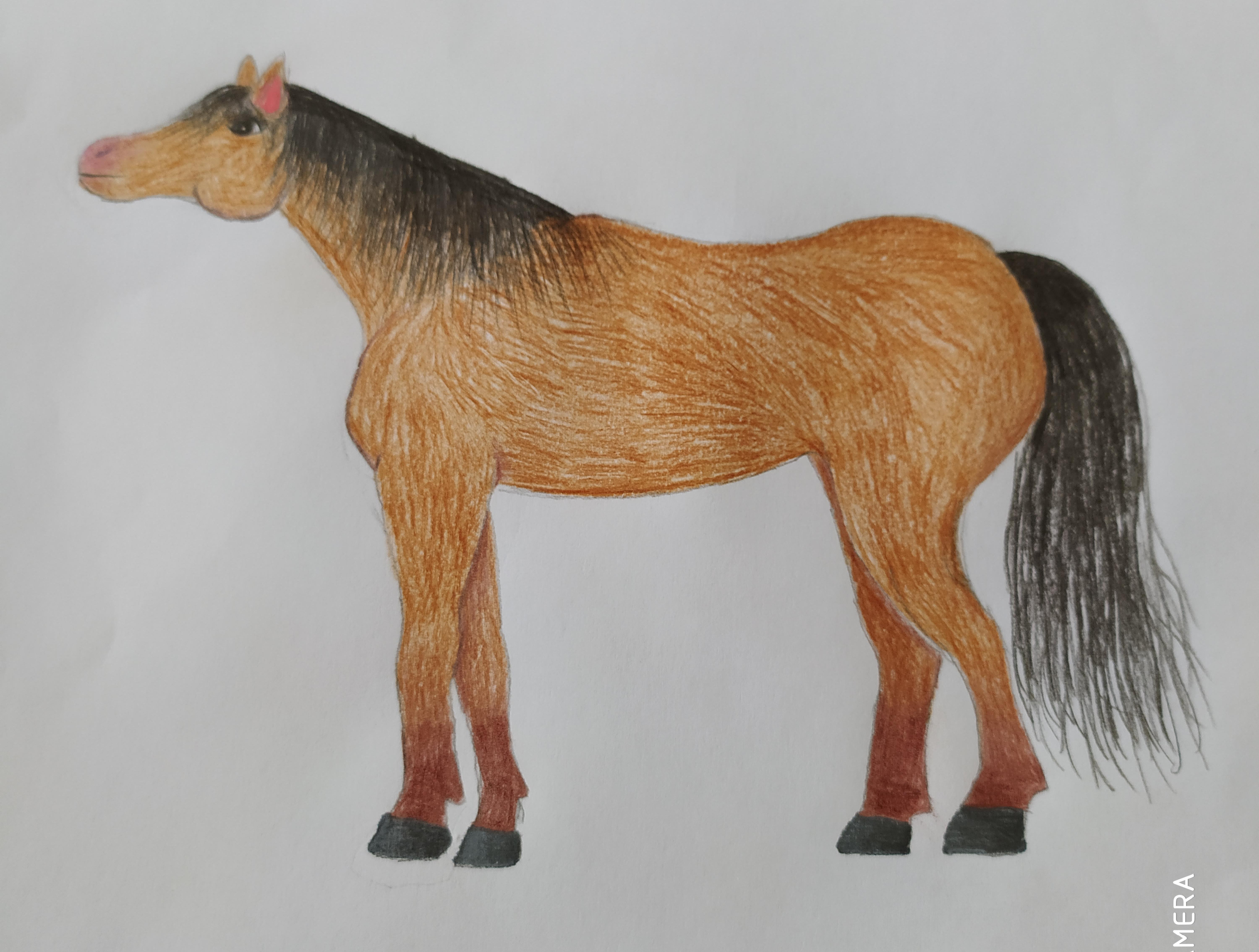 Welche Pferderasse ist das? (Tiere, Pferde, malen)