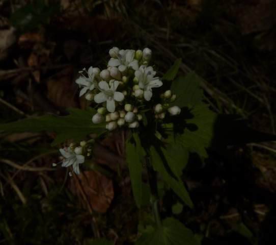 Weiße Blüte, fünf Blätter - (Biologie, Pflanzen, Natur)