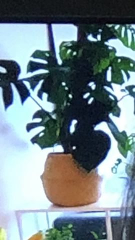 Welche Pflanze ist das?