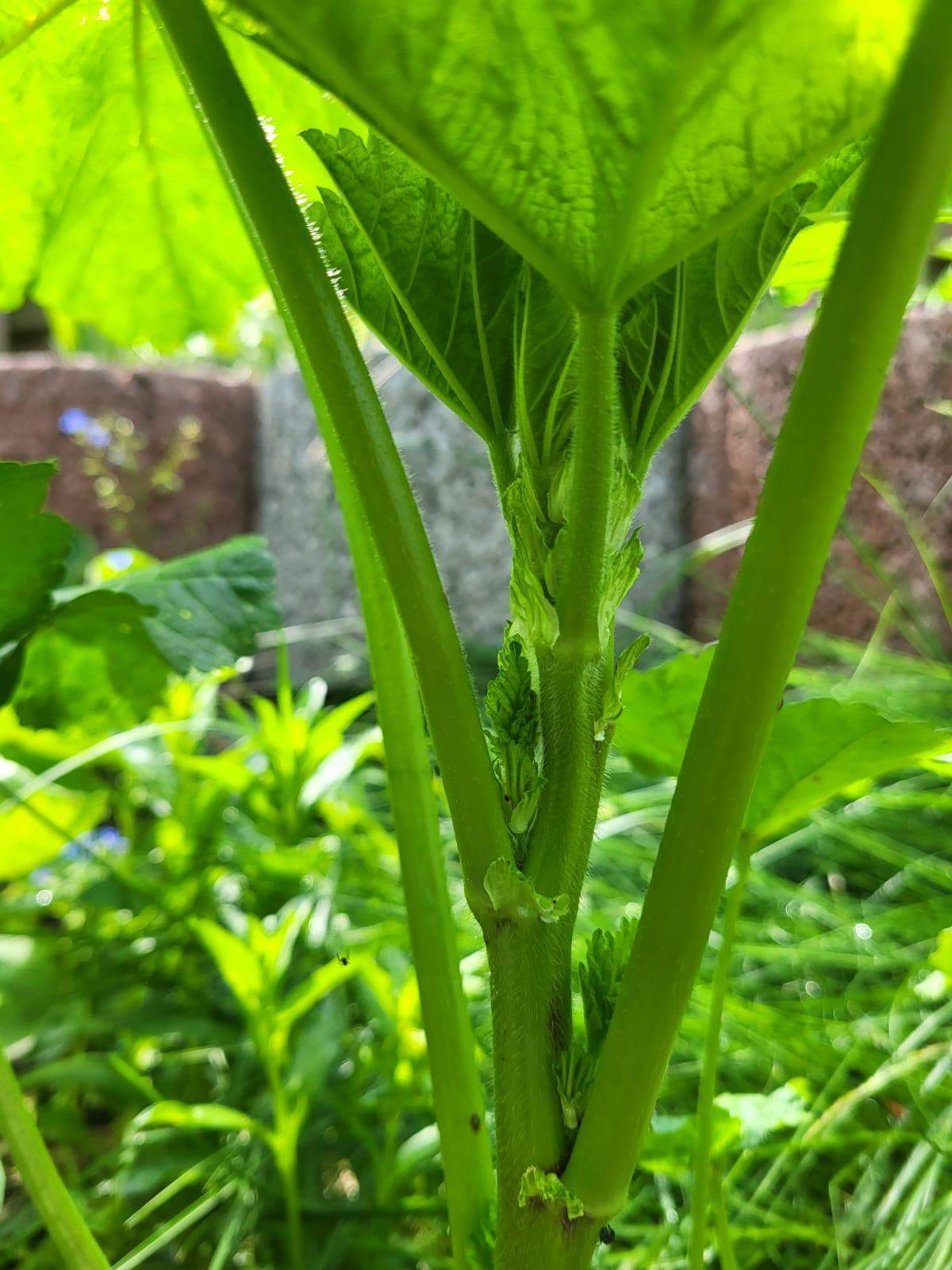 Welche Pflanze ist das? (Pflanzenpflege, Pflanzenbestimmung)