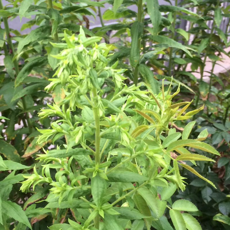 Welche Pflanze ist das? Giftig? (Medizin, Pflanzen, Garten)
