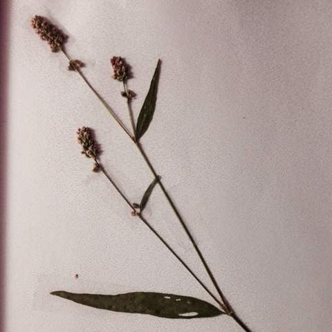 Was ist das? - (Schule, Biologie, Pflanzen)