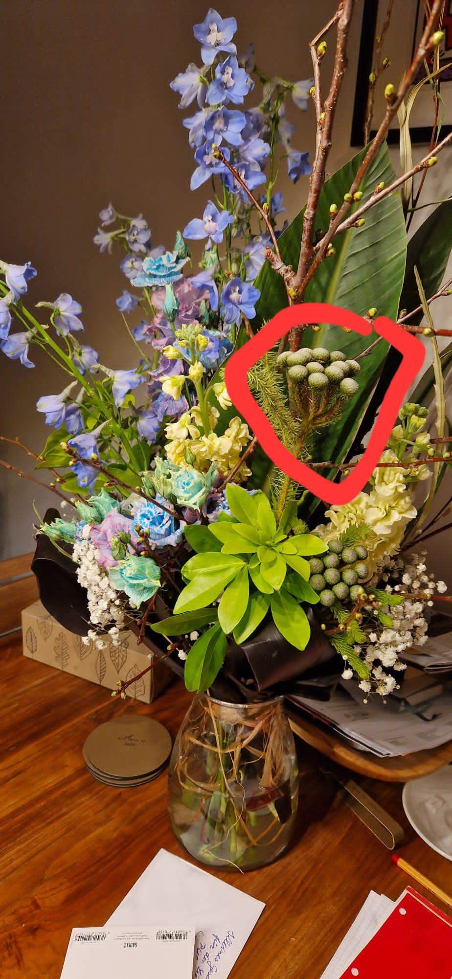Welche Pflanze ist das, im Strauß? (Blumen, Pflanzenbestimmung)