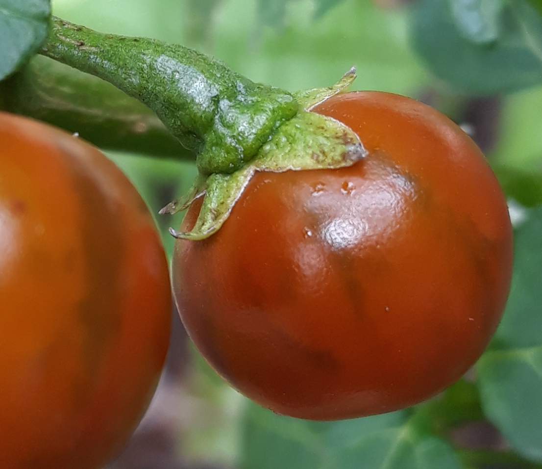 Welche Pflanze ist das? Peperoni oder Tomate ? (Pflanzen, Garten, Früchte)