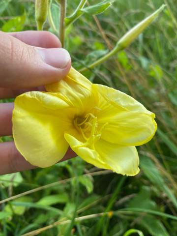 Welche Pflanze ist das(Geschlossene Blüten)? (Biologie ...