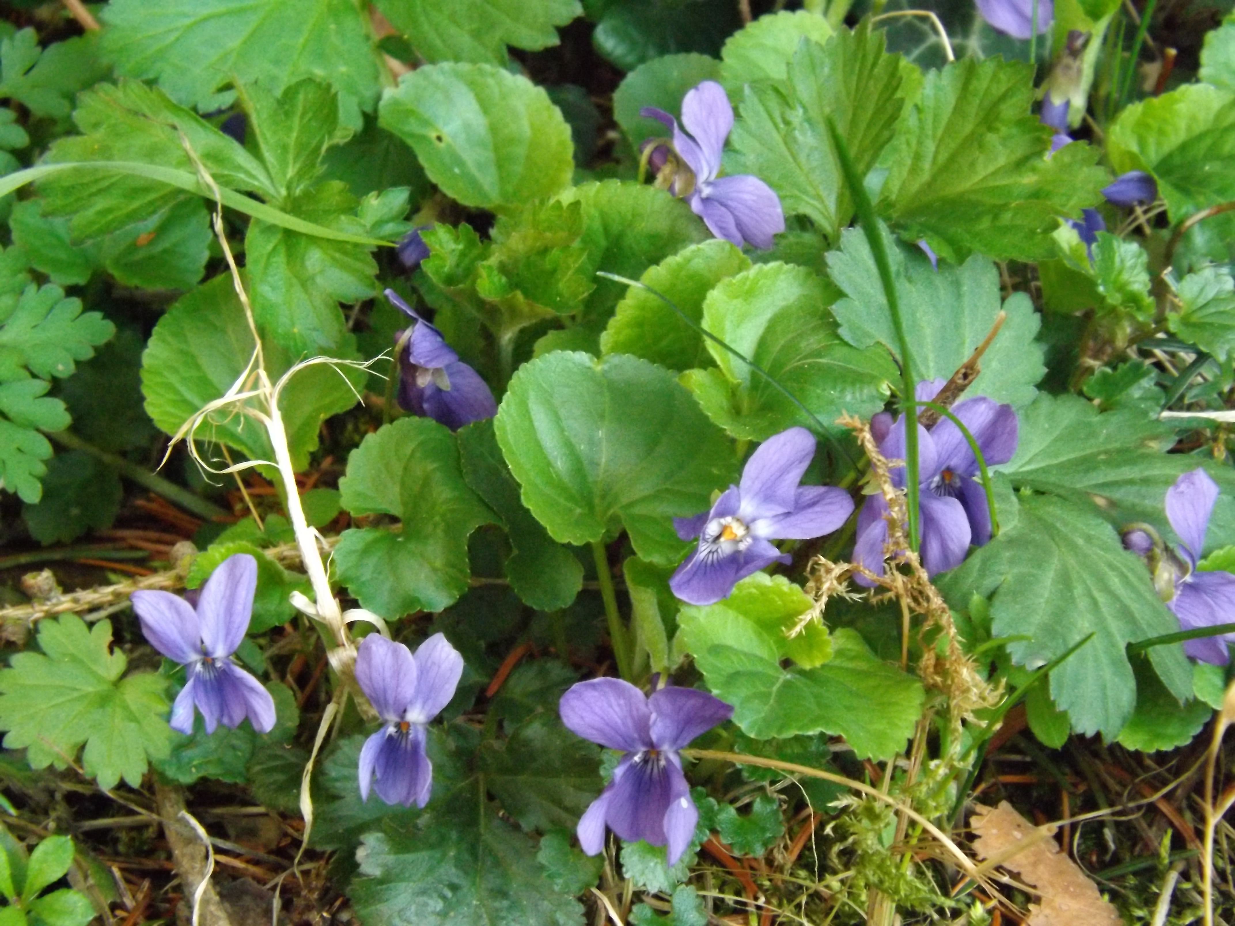 welche Pflanze wächst dort im Garten? (Pflanzen, Botanik)