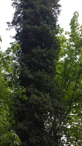 Welche Pflanze wächst hier am Baum hoch?