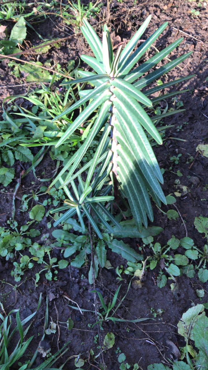 Welche Pflanze wächst in meinem Garten? (Pflanzen, winterhart)