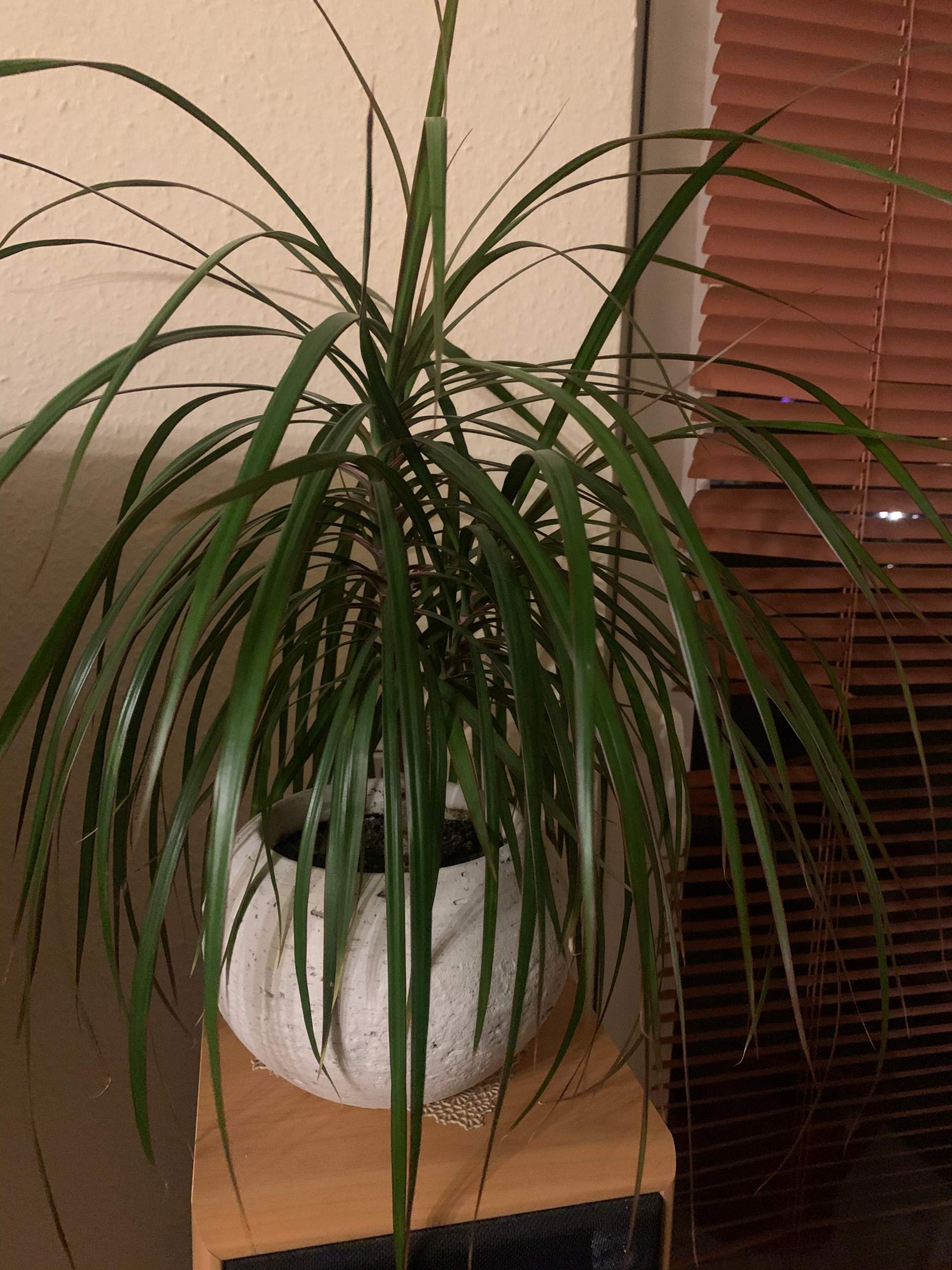 Welche Pflanzen davon sind giftig für Katzen? (Katze, Haustiere ...