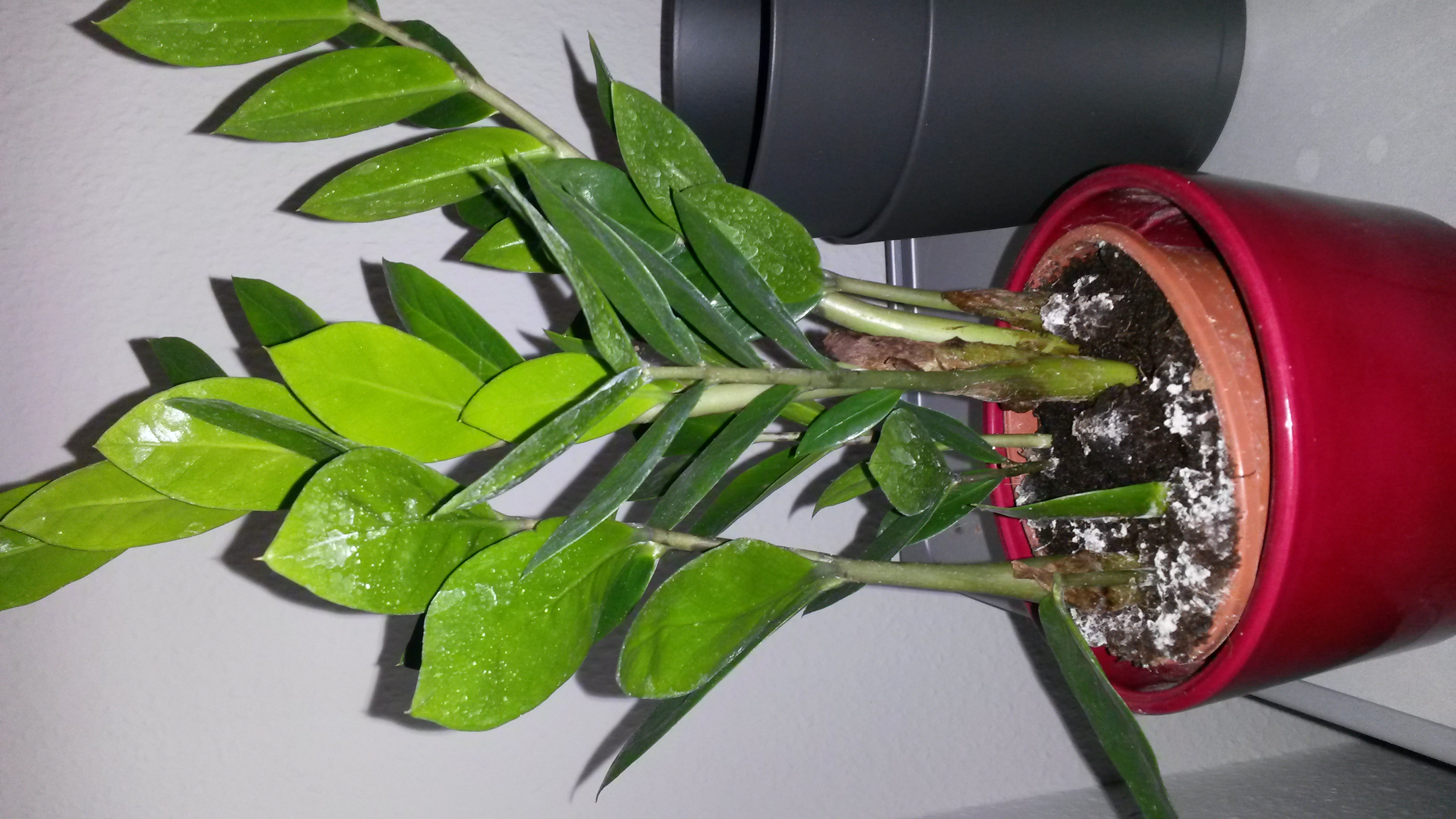 Giftige Pflanzen Katze Für Katzen giftige Pflanzen vermeidbares Denn das personal vor Giftige Pflanzen Katze Für Katzen giftige Pflanzen vermeidbares Denn das personal vor