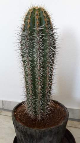 Kaktus - (Pflanzen, Kaktus, Grünpflanzen)