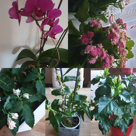 Welche Pflanzen Sind Das Und Sind Die Giftig Fur Katzen Katze Haustiere Blumen