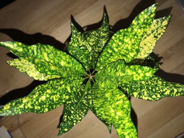 Welche Pflanzenart Ist Das Grune Blatter Mite Gelben Punkten Pflanzen Punkte Grun