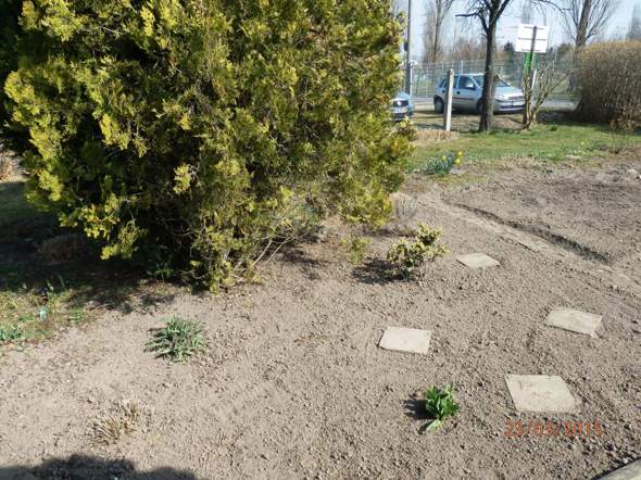 links Klatschmohn, vorne Tulpen, rechts Rhodedendron - (Pflanzen, Garten)