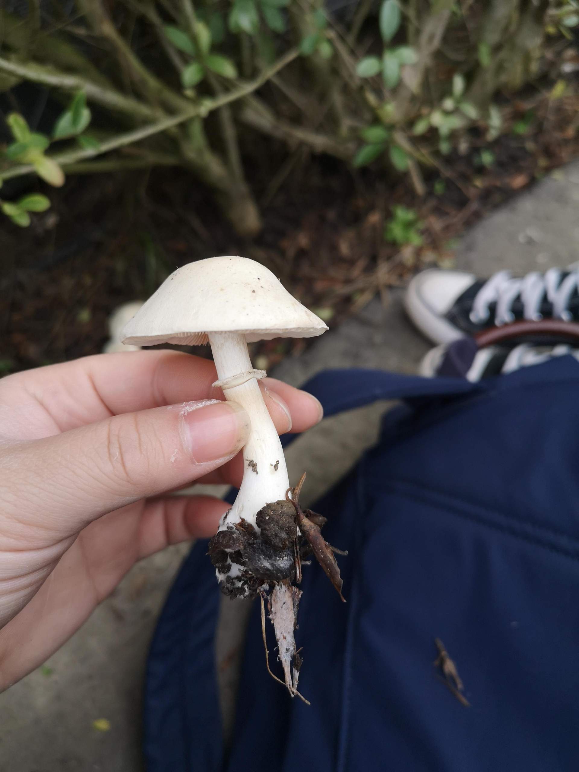 Welche Pilzart ist das? (Pflanzen, Garten, Pilze) Welche Pilzart ist das? (Pflanzen, Garten, Pilze)