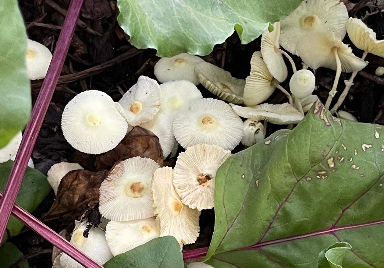 Welche Pilzart wächst da im Gewächshaus? (Pilze, Gemüsebeet)