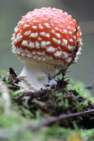 - (Ernährung, Pilze, sammeln)