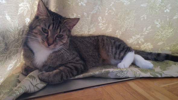 Welche Rasse Hat Meine Katze Leben Katzen