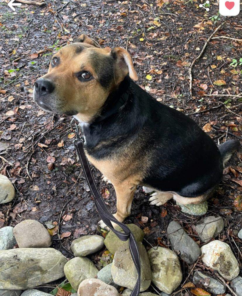 Welche rasse? (Tierhaltung, Hundehaltung, Hunderasse)