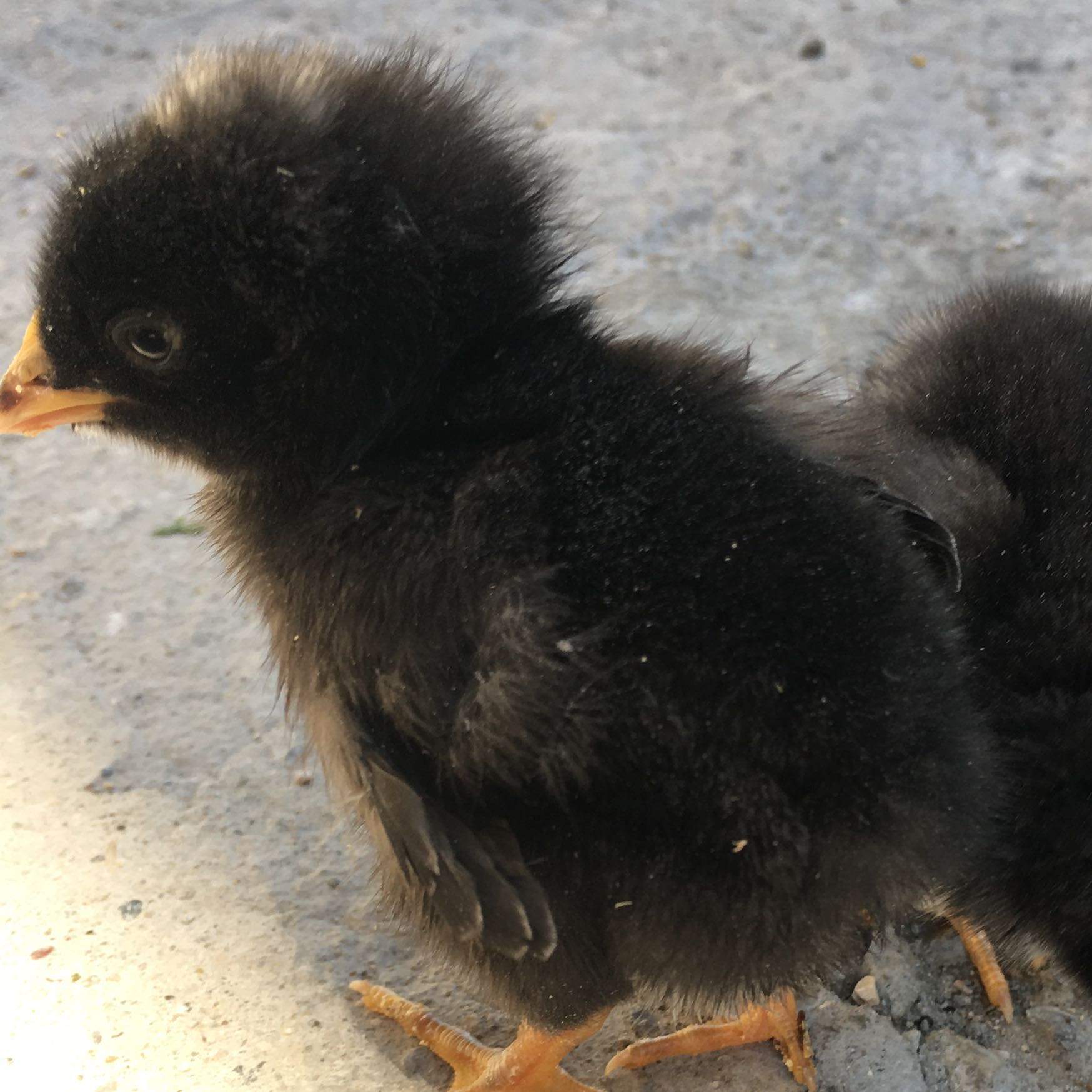 Welche Rasse haben diese kücken? (Tiere, Küken)