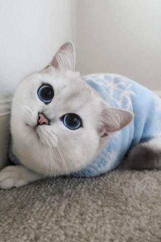 Welche Rasse hat diese Katze mit den blauen Augen?