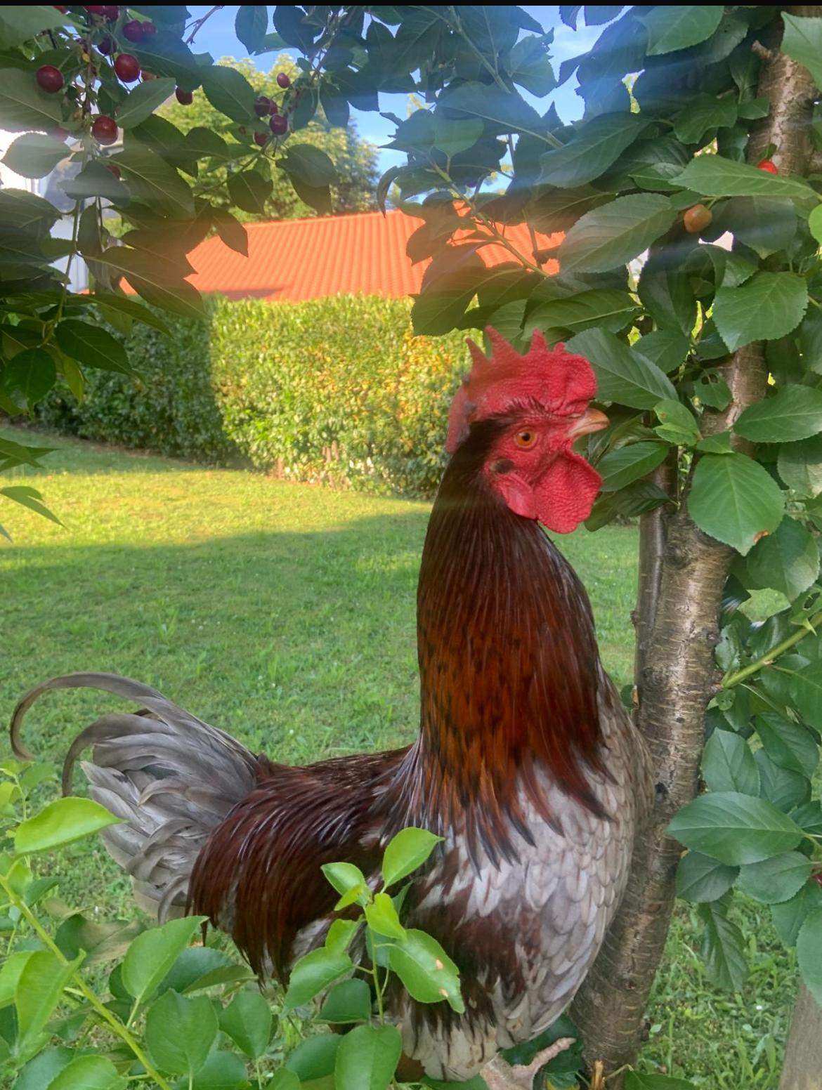 Welche Rasse hat mein Hahn? (Tierhaltung, Vögel, Geschlecht)
