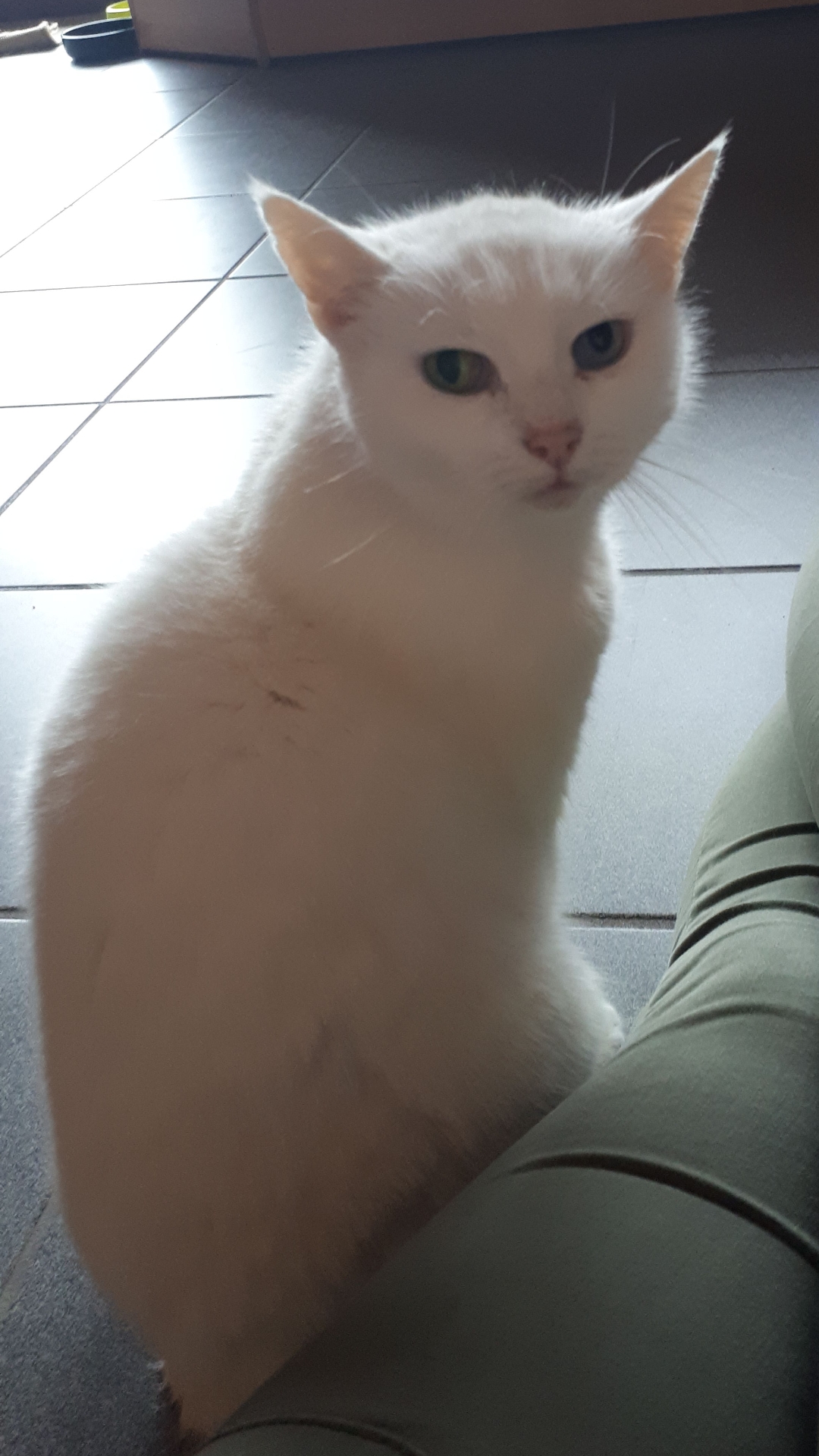 Welche Rasse Hat Meine Katze Weiß Verschiedene Augenfarben