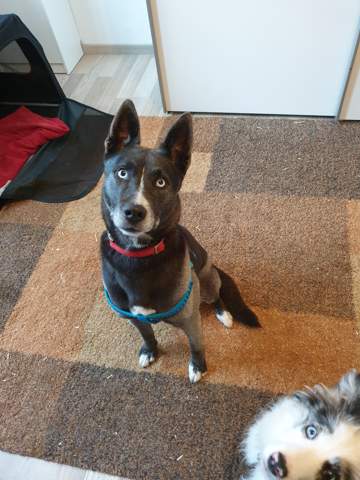 Welche Rasse Huskymix Hund Haustiere Hunderasse