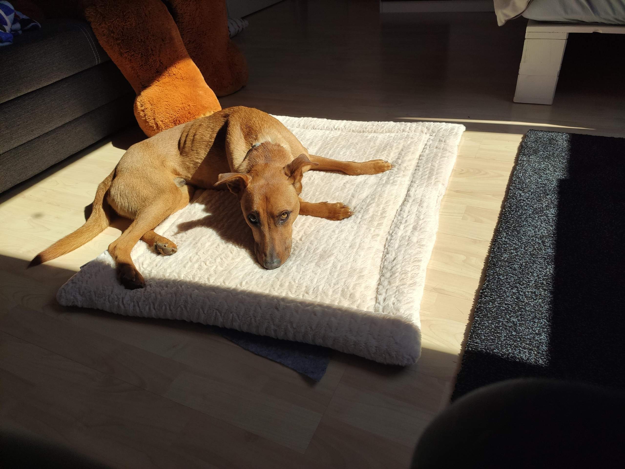 Welche Rasse ist das? (Hund, Hunderasse)