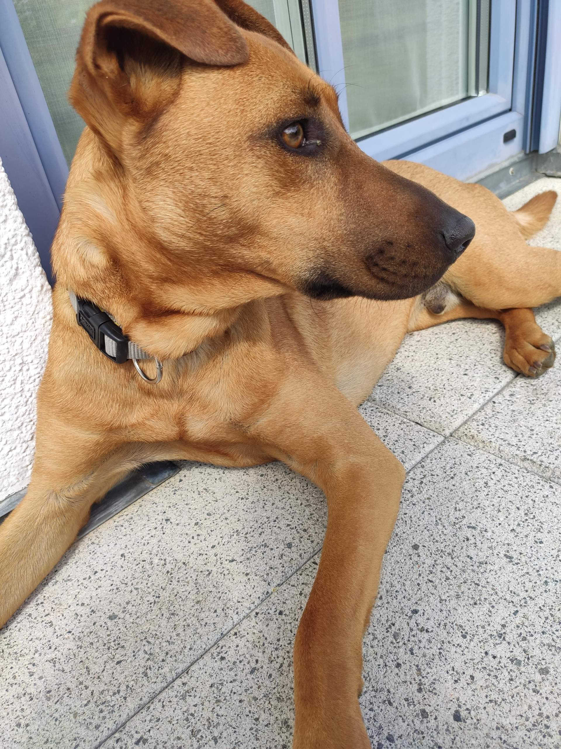 Welche Rasse ist das? (Hund, Hunderasse)