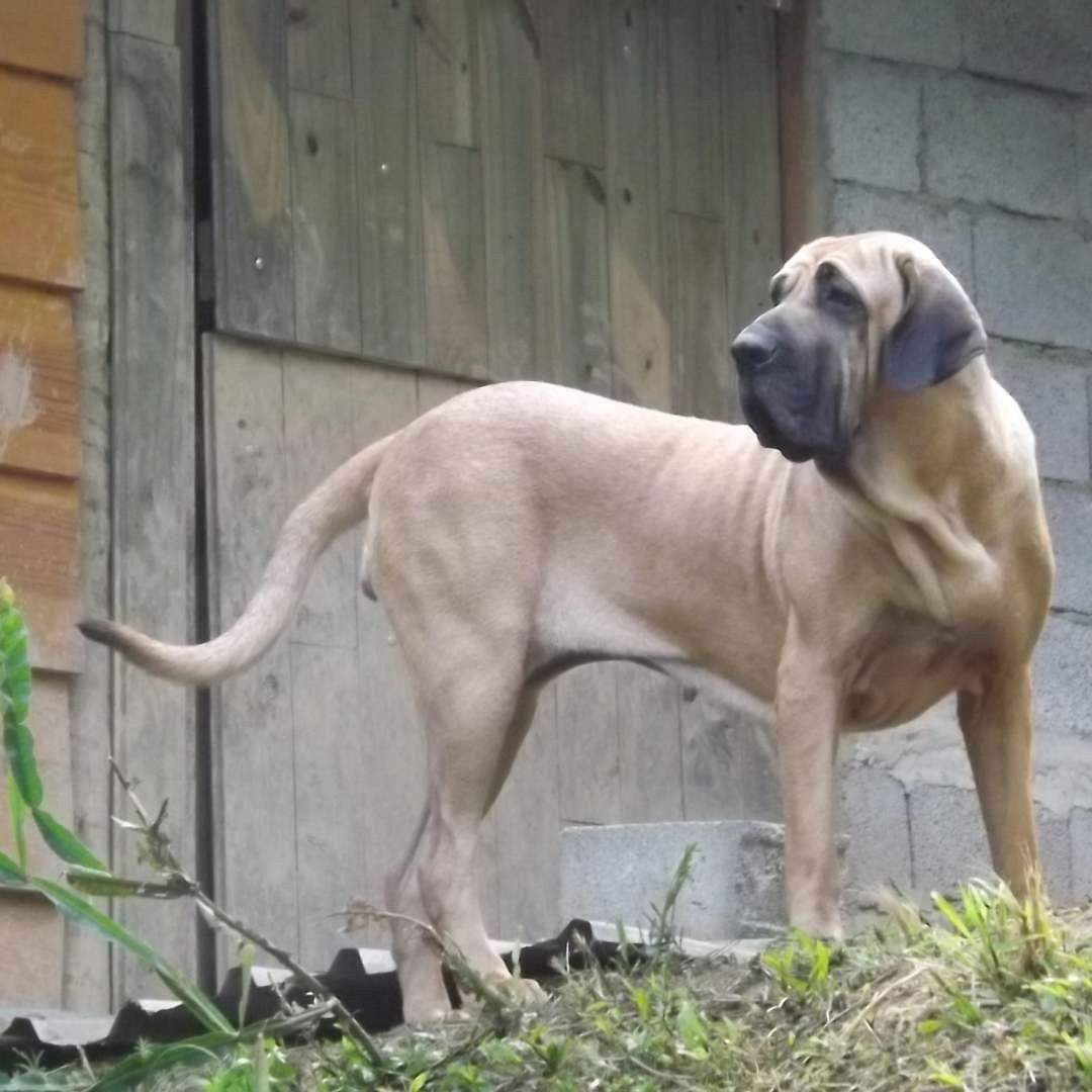 Welche Rasse ist das? (Tiere, Hund, Hunderasse)
