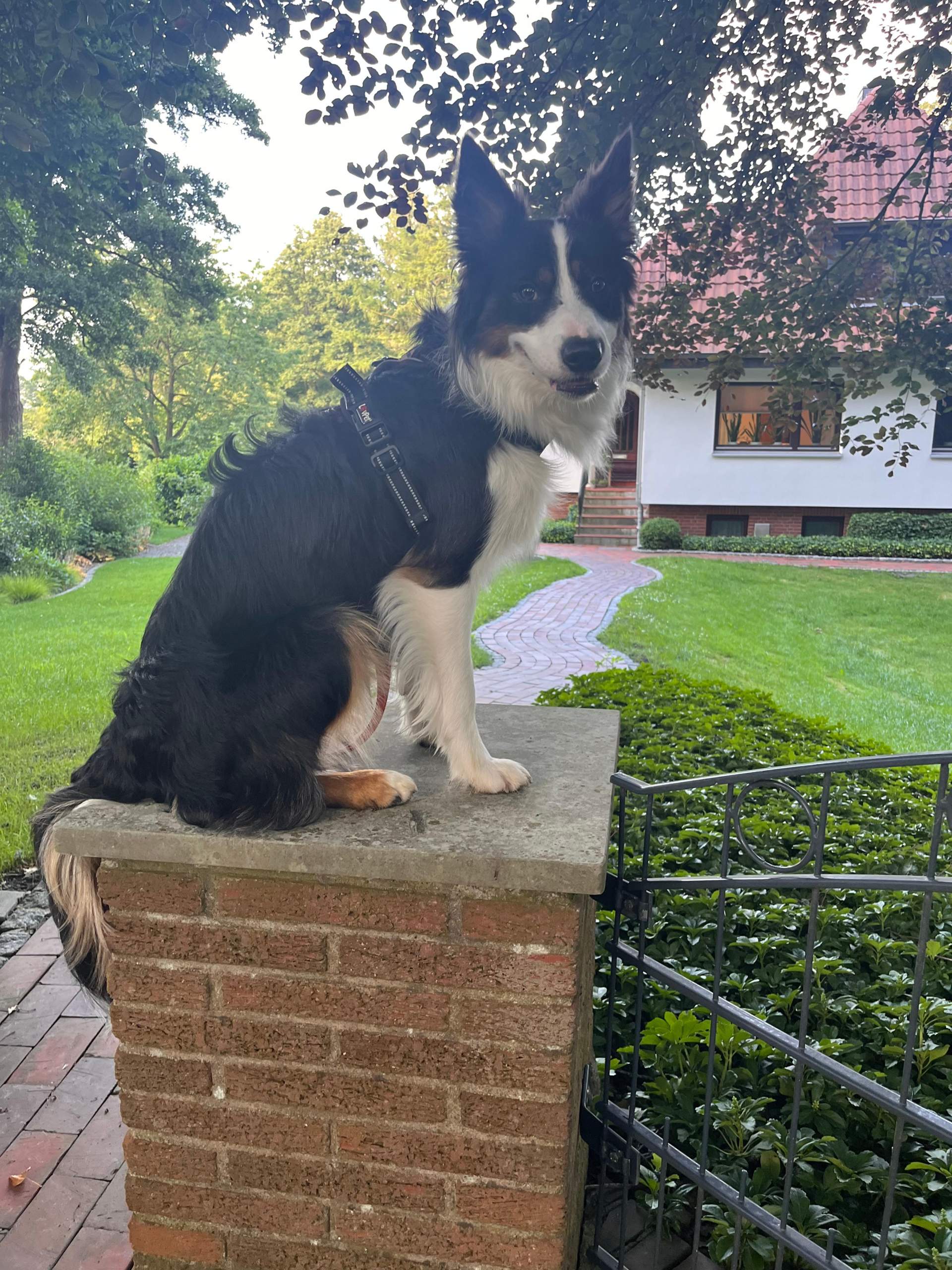Teso Welche Rasse Für Welche Klasse welche rasse ist das? (Tierhaltung, Tierschutz, Hundeerziehung)
