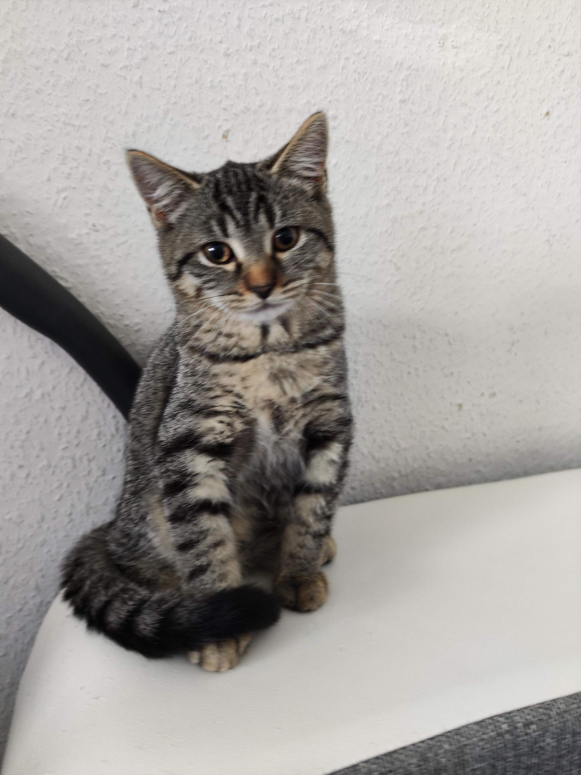 Welche Rasse ist die Katze? Danke für Antworten? (Tiermedizin ...