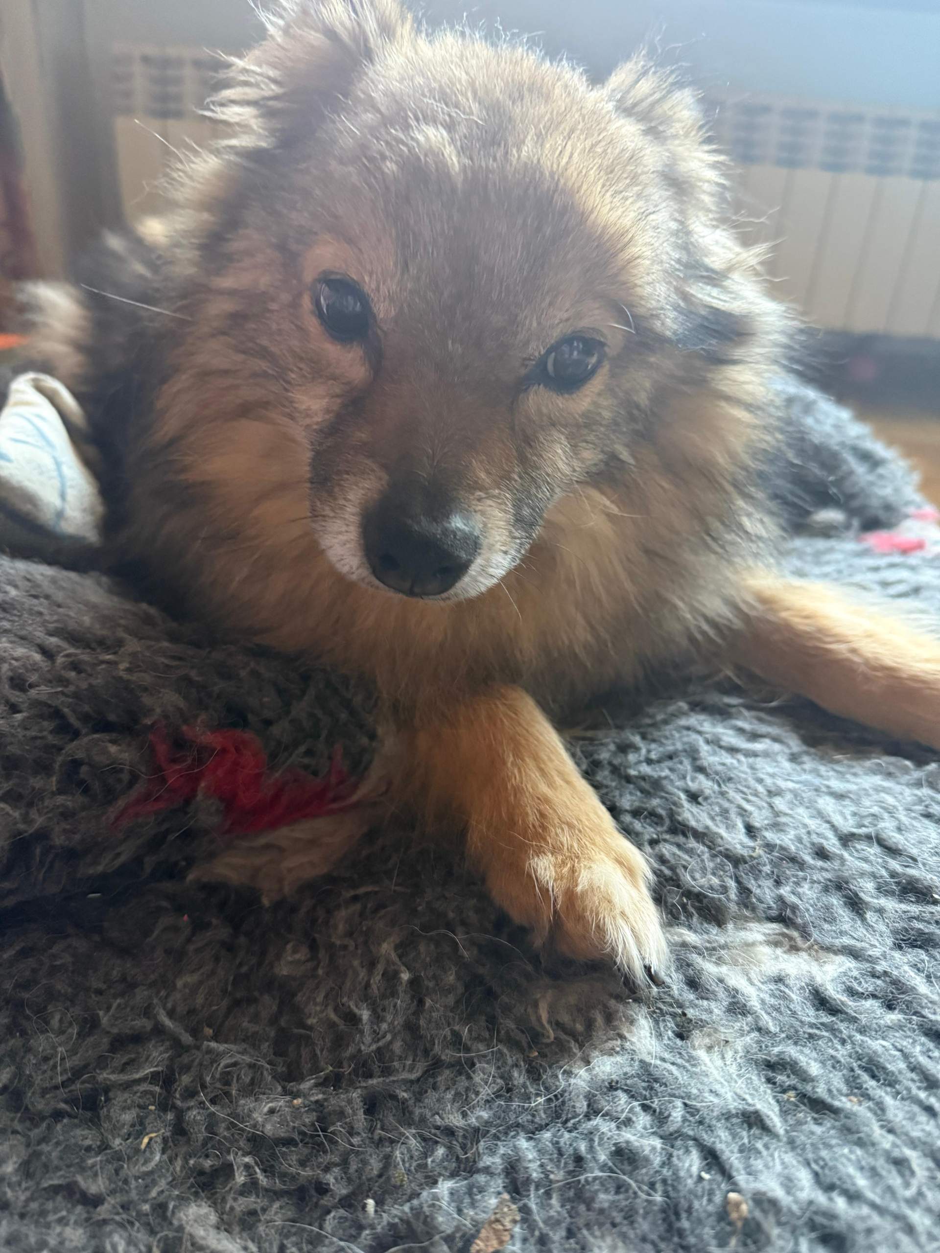 Welche Rasse ist die? (Hund)