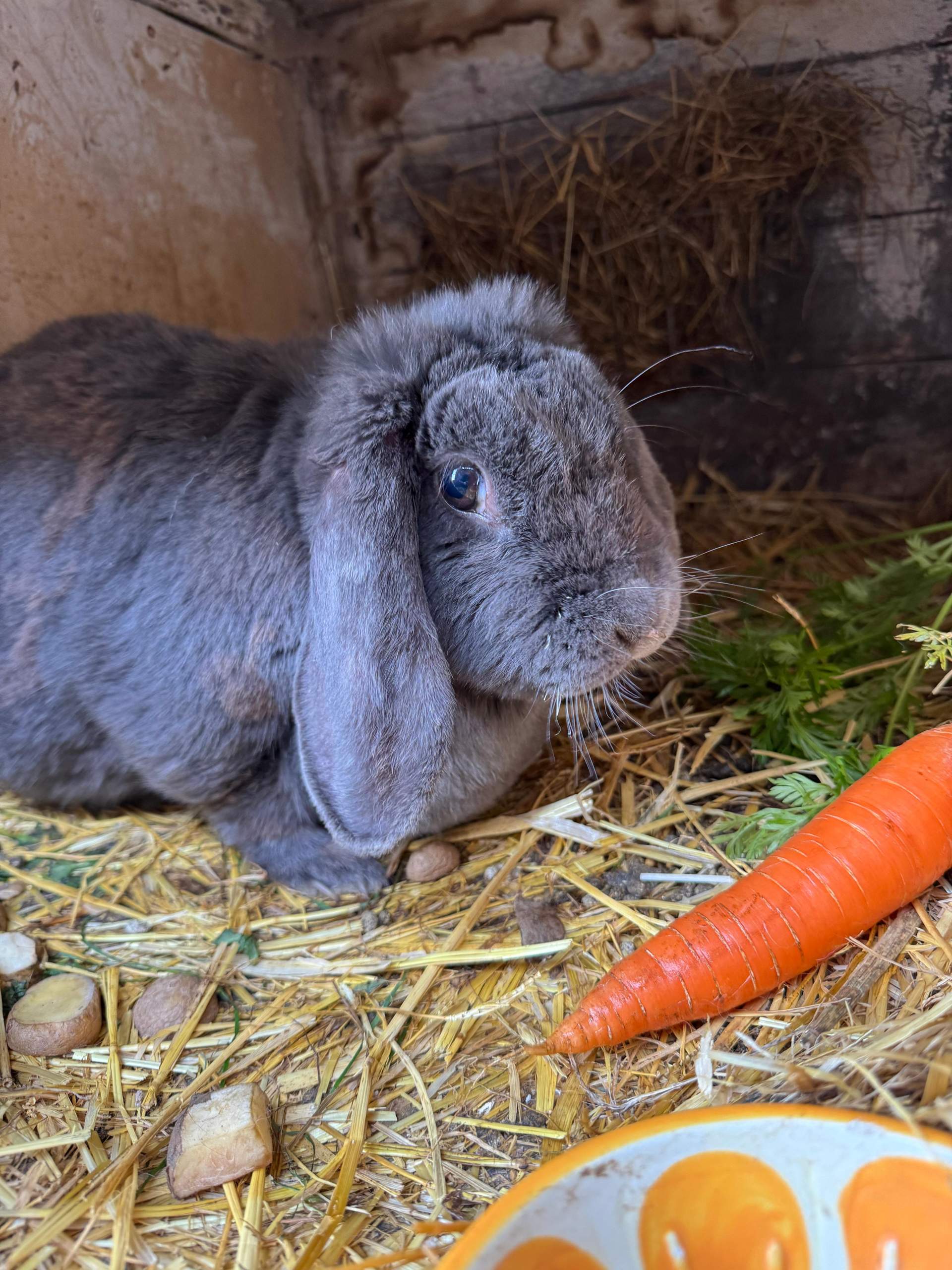 Welche Rasse ist dieser Hase? (Kaninchen, Kaninchenhaltung)