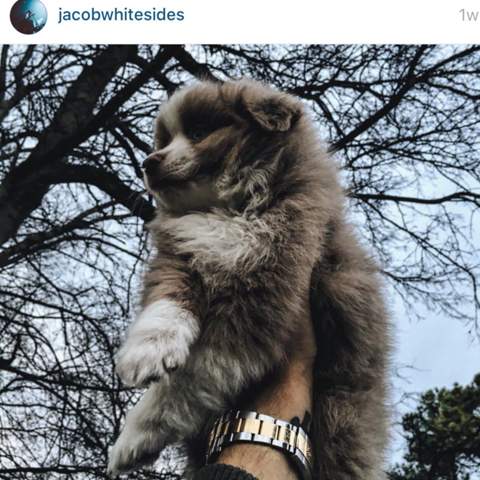Welche Rasse ist dieser Hund? - (Tiere, Hund, instagram)