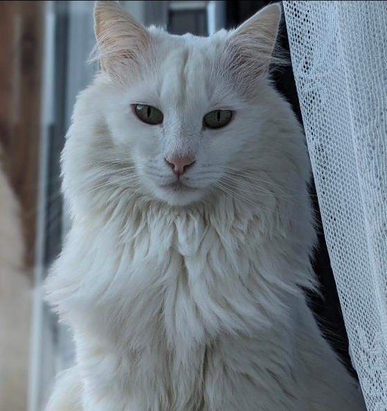 Welche Rasse ist dieser Kater? (Tierhaltung, Hauskatze, Katzenhaltung)