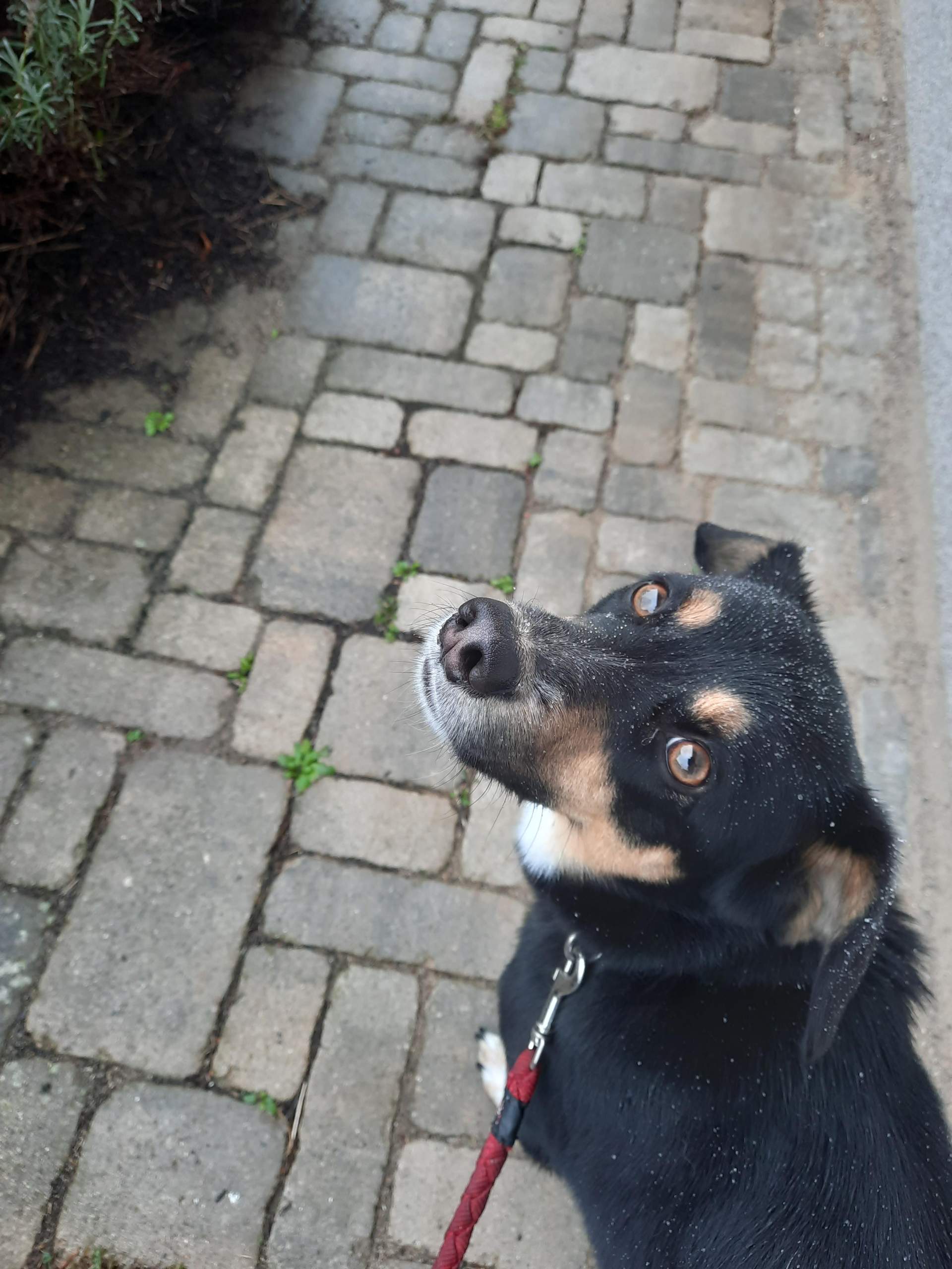 Welche Rasse ist mein Hund? (Hunderasse, Mischling, Husky)