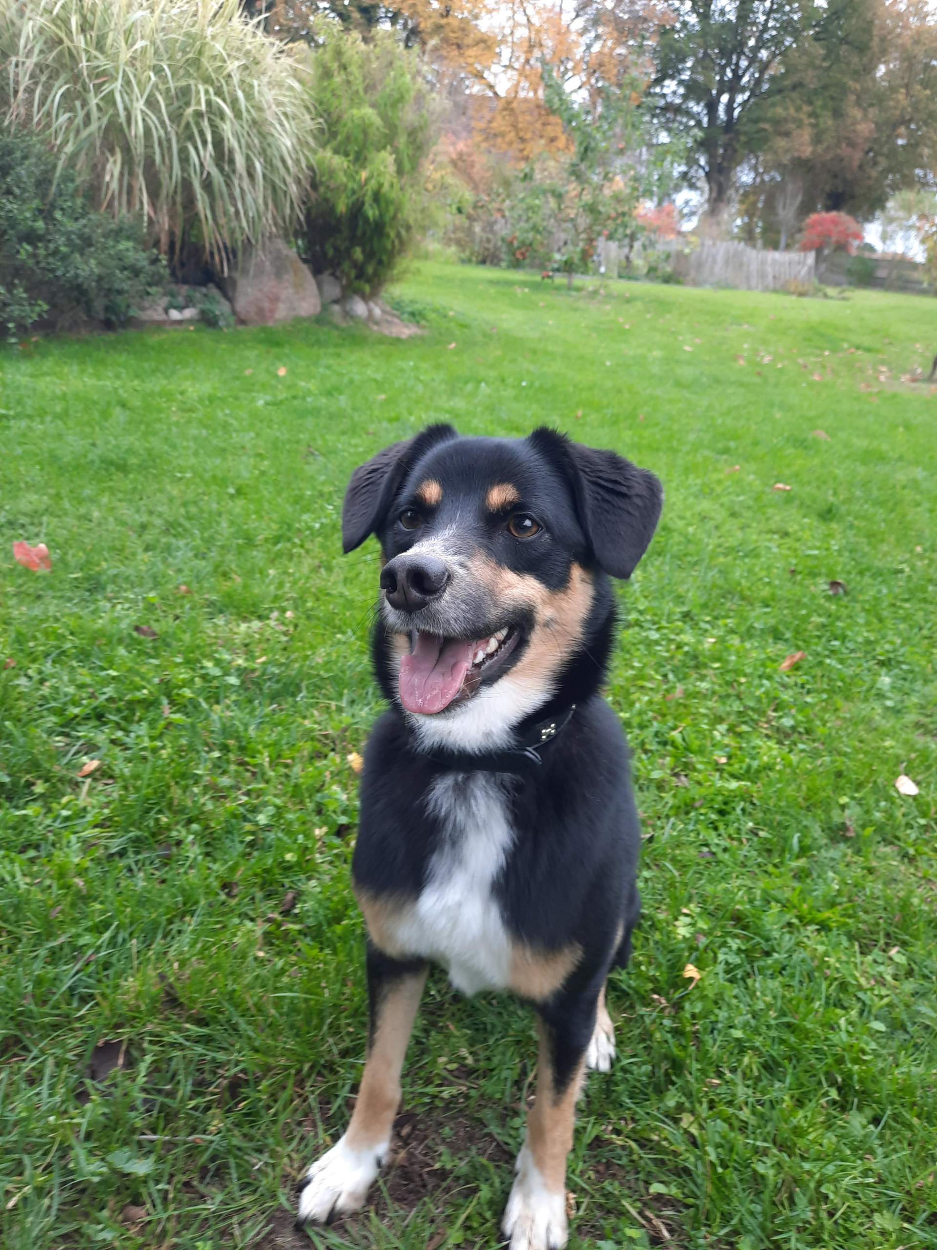 Welche Rasse Ist Flash Der Hund Von Heymoritz