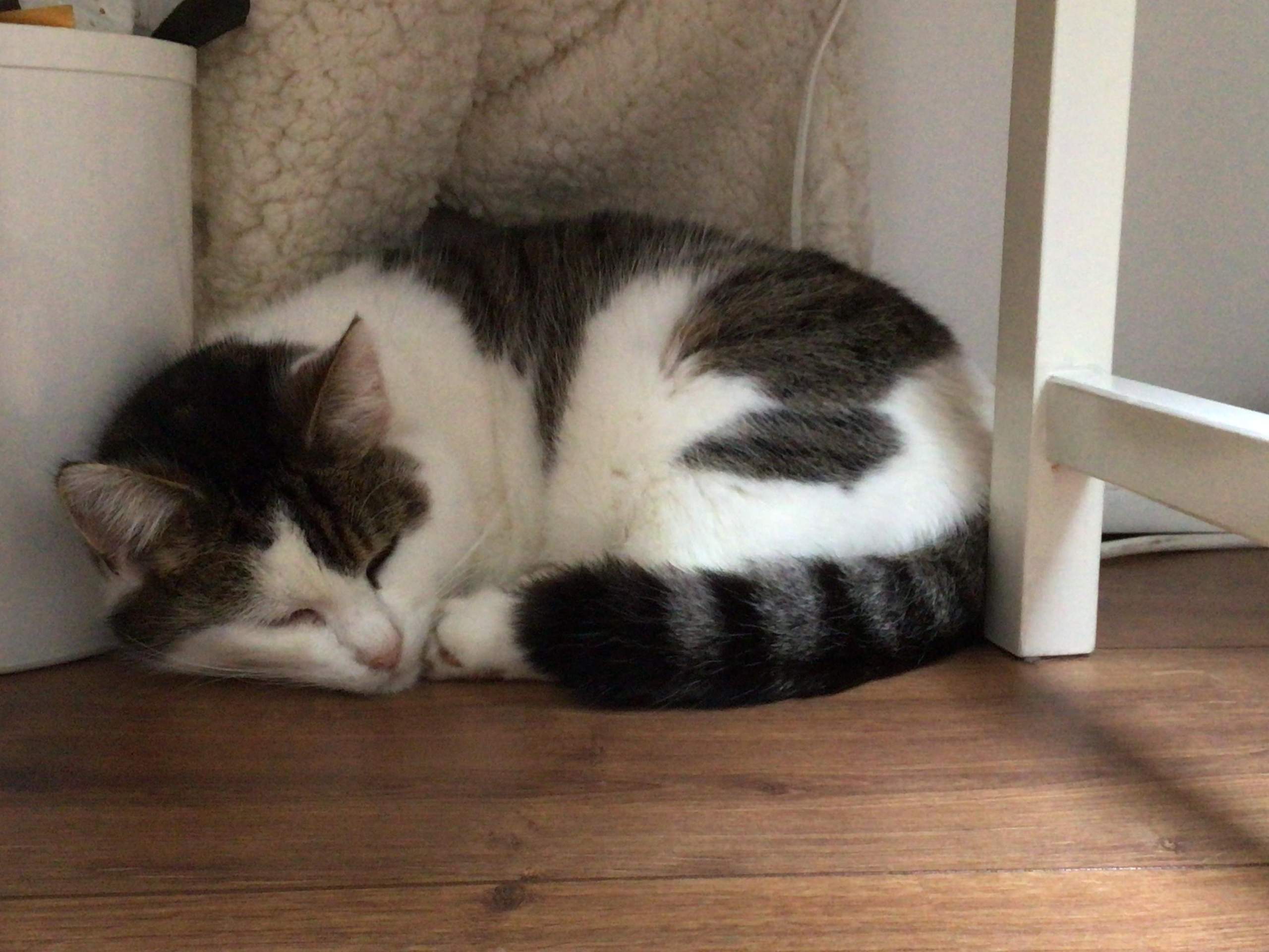 Welche rasse ist meine Katze? (Tierhaltung, artgerechte Haltung, Rassekatzen)