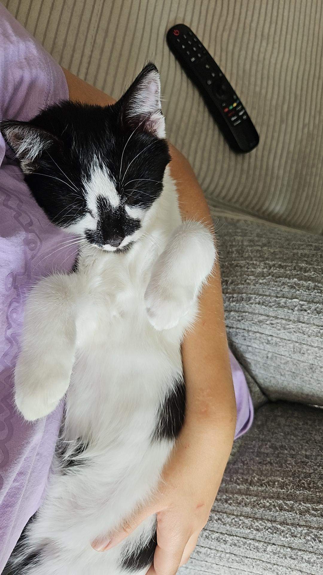 Welche Rasse ist meine Katze? (Farbe, Tiermedizin, Katzenjunges)