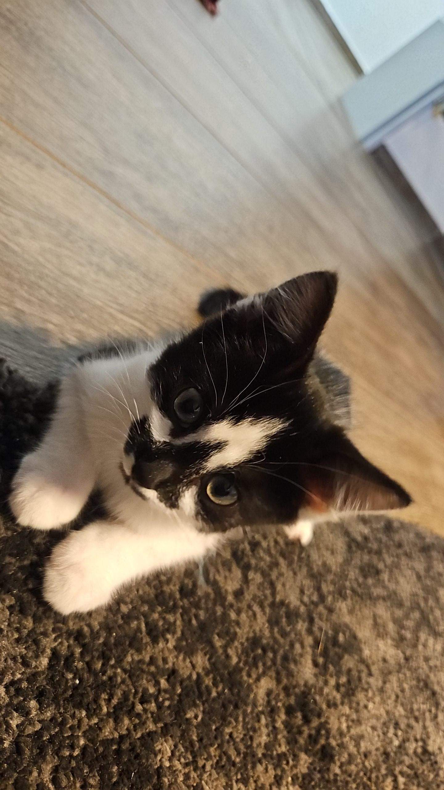 Welche Rasse ist meine Katze? (Farbe, Tiermedizin, Katzenjunges)