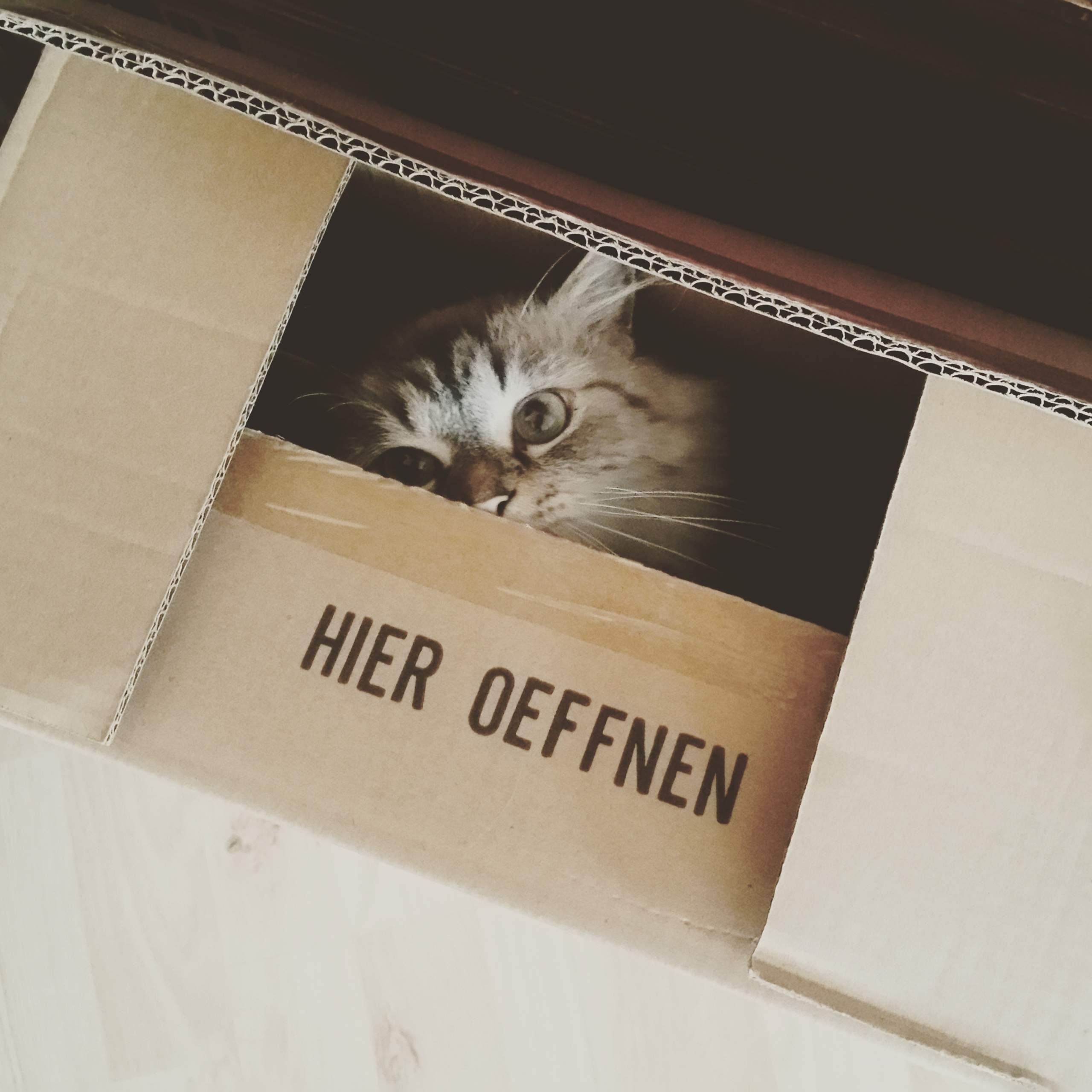 Welche Rasse ist meine Katze (langhaar)? (Haustiere)