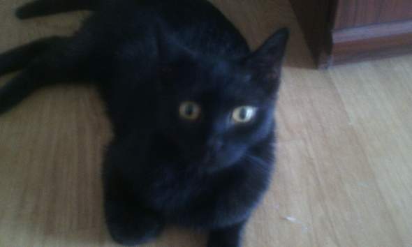 Welche Rasse Ist Meine Schwarze Katze Katzenrasse